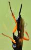 Pimpla rufipes